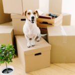 déménager avec chien
